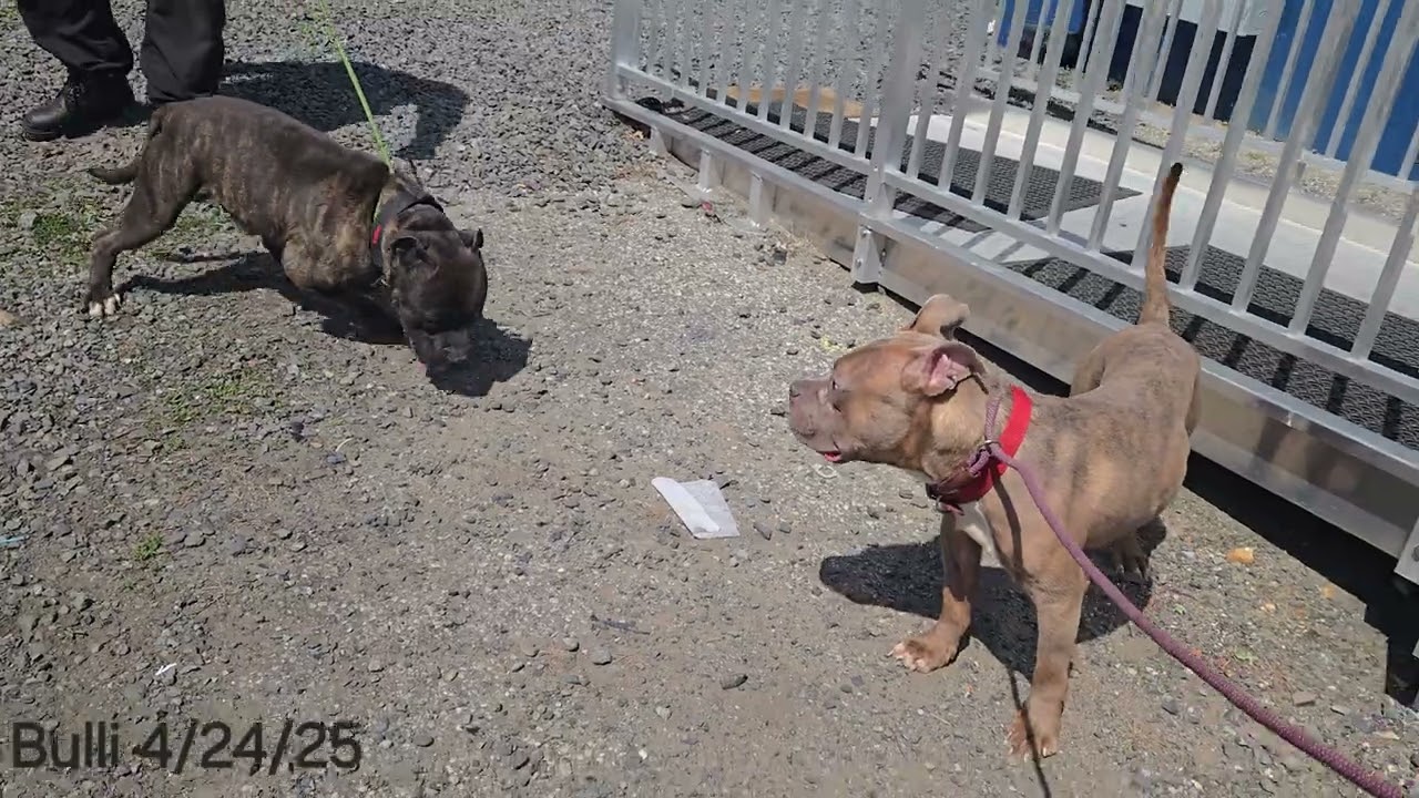 Enlarge Bulli, a ADOPTABLE Pit Bull Terrier in Trenton, NJ video 2/3