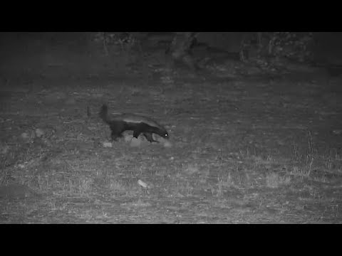 Djuma: Honey Badger - 19:14 - 10/18/19
