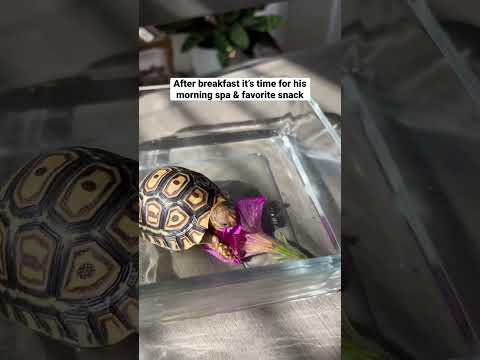 A day in the life of a baby tortoise #tortoise #babyanimals #cuteanimals #tortoisevideo