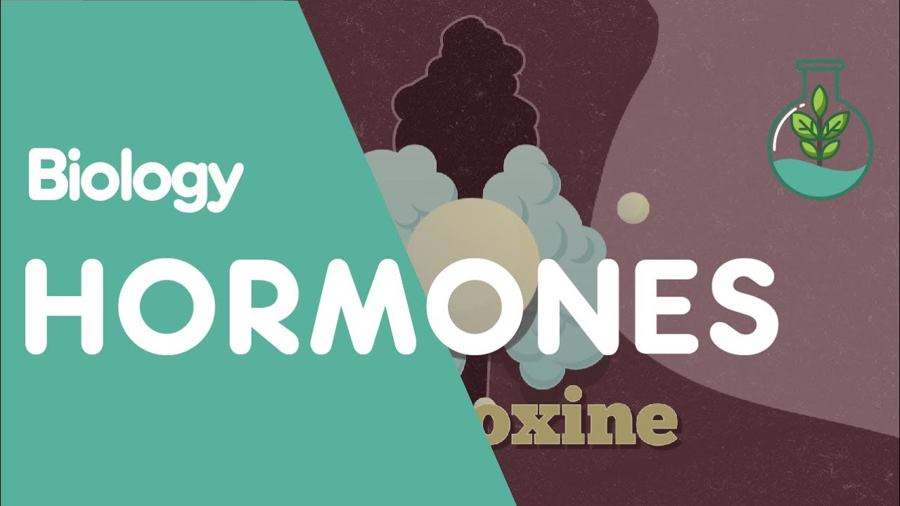 What Are Hormones | Physiology | Biology | FuseSchool