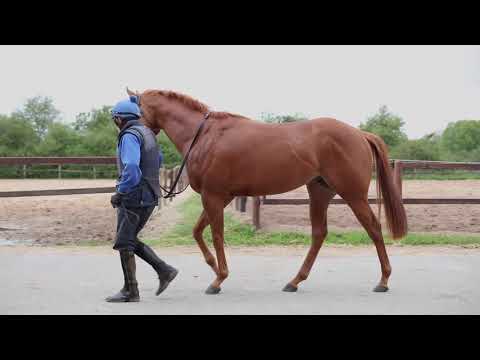 BBAG Frühjahrs-Online-Auktion 2021 - Lot 25 So Free