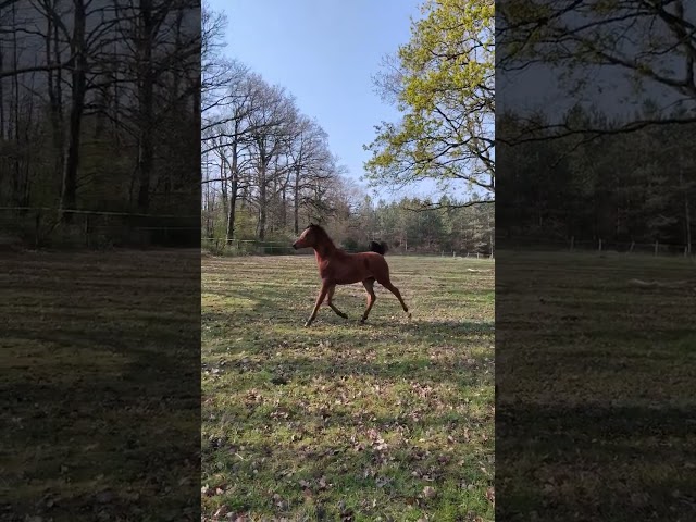 A vendre pouliche psa
