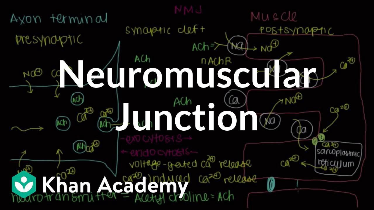 Neuromuscular junction, motor end-plate | NCLEX-RN | Khan Academy