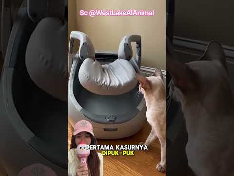 KASUR TIDUR MIAW CANGGIH KEREN ⁉️ #funny #shorts #shortvideo