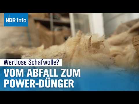 Video Thumbnail: Geniale Idee: Wie Schafwolle zum Öko-Dünger wird | NDR Info