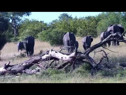 Djuma: Elephant herd scattered in small groups - 07:50 - 01/27/2023