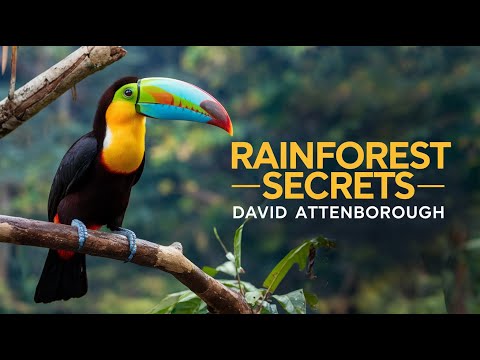 David Attenborough | Nature Documentary To Fall Asleep To (ai)