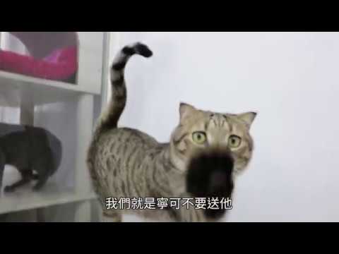 喵喵救援團 愛貓協會替貓找家