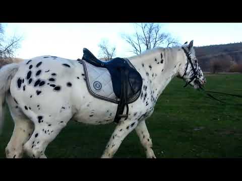 , title : 'Cal Appaloosa De Vanzare Centrul De Echitatie Cismasu | Appaloosa Horse For Sale Cismasu'