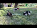 Beagle dogs for sale: Zoe - Video 1
