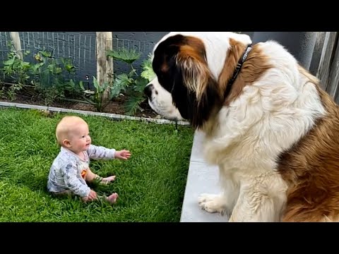 Quand votre chien ne veut pas quitter le bébé ❤️