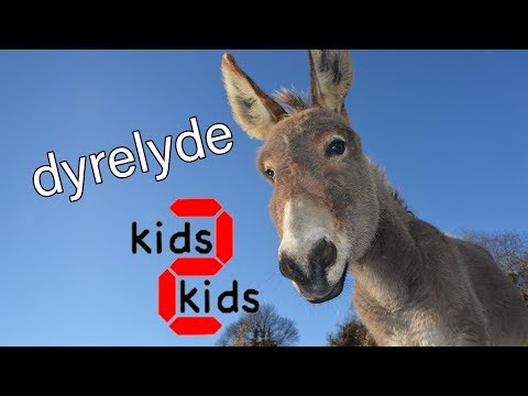dyrelyde med kids 2 kids lær dansk for børn