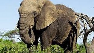 सपने में हाथी देखने का मतलब