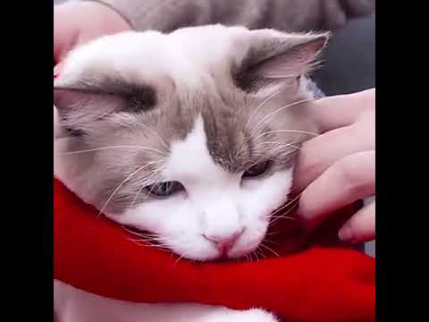 Cat Christmas Sweater! #Cat Winter Clothes! #shorts! #youtubeshorts! #short #shortvideo #timestrends