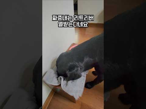 리트리버도 짜증낼줄알아요