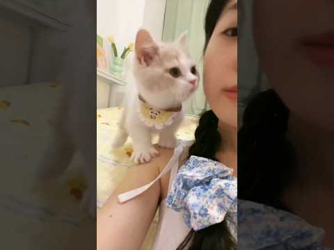KittiCuts Short