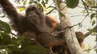 GREEN (Palm Oil Deforestation) - Documentary by Patrick Rouxel