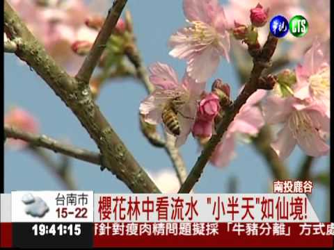 與雲霧做伴! "小半天"成熱門景點