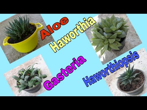 , title : 'Aloe, Gasteria, Haworthia e Hawortiopsis'