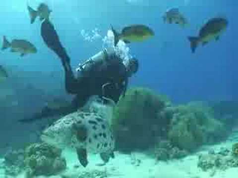 Cod Hole & Coral Sea Australia