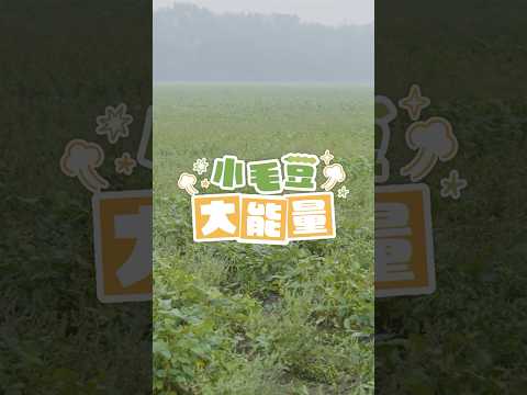 小毛豆大能量-毛豆挑選