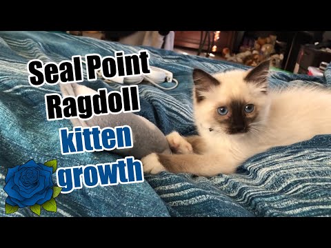 Ragdoll kitten growth