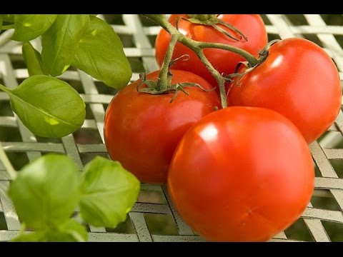 , title : '2016 HDZ VR Substrát na paradajky a papriky'