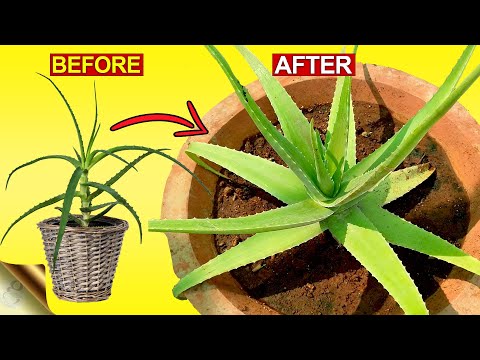 3 SECRETS TO GROW THICK & FLESHY ALOE VERA LEAVES |...