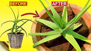 3 SECRETS TO GROW THICK & FLESHY ALOE VERA LEAVES | Aloe Vera Plant Hacks