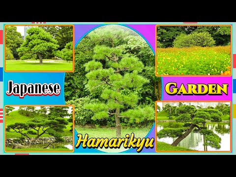 Hamarikyu Gardens (Parks and Gardens) Tokyo, Japan