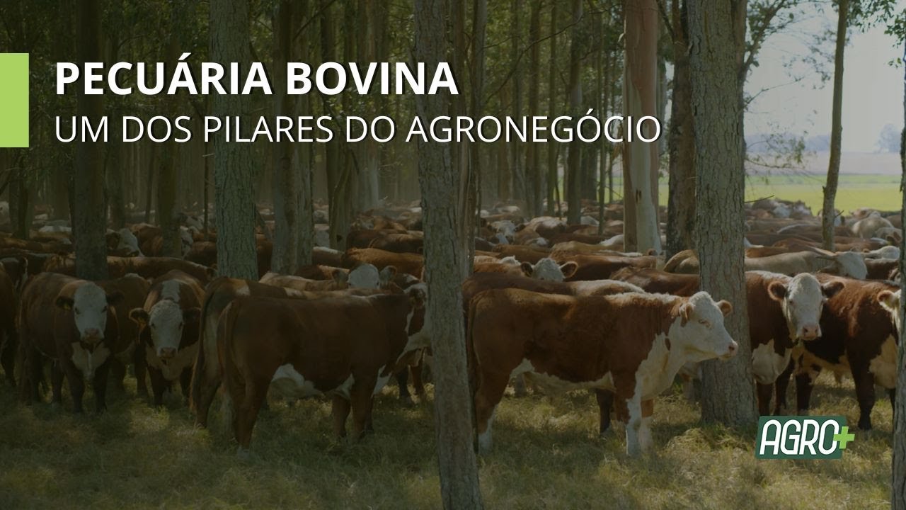 Brasil possui um dos Maiores Rebanhos Bovinos e é o Maior Exportador.