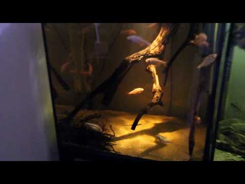 Astyanax jordani 09/2017