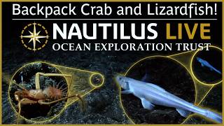 Fashionista Backpack Crab & Unbothered Lizardfish | Nautilus Live