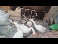 Goose Crying Loudly Ducks Crying Loudly