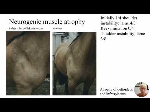 Spotting Neurogenic Muscle Atrophy in Equine Shoulder Lameness Cases