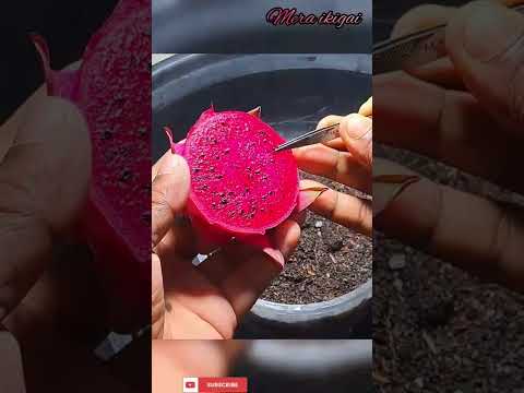 Grow in 10 Days Dragon fruit plant from seed//बीज से ड्रैगन प्लांट by Mera ikigai🌵