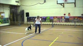 Twix's 1st Canine Freestyle Competition - WCFO BEG B Title