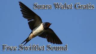 Download lagu Suara Panggil RAJA Walet Kalimantan mp3 Download lagu Suara Panggil RAJA Walet Kalimantan mp3