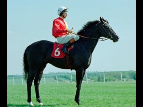Legendary Jockey Lester Piggott riding Delage wins The Indian Turf Invitation Cup 1991