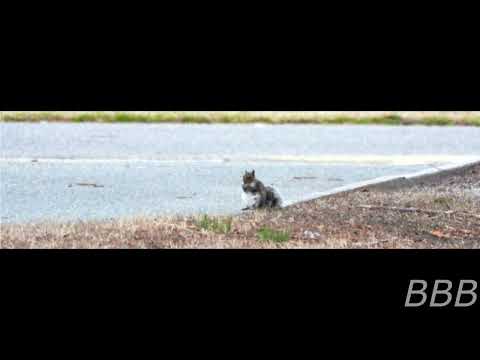 SCP 6293   "Squirrel!"