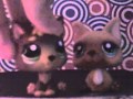 LPS: Katy Perry - Hot N' Cold (contest entry ...