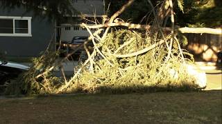 Man killed by fallen branch as strong winds leave damage across Bay Area