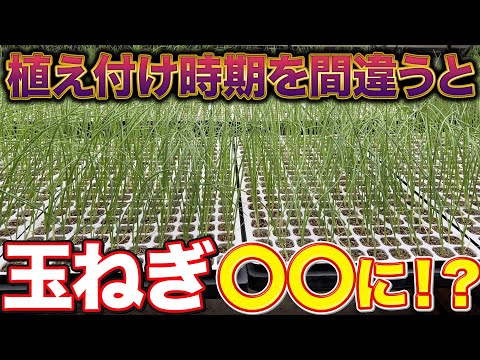 タマネギの皮 抗菌性 抗酸化物質 ケルセチン含有量