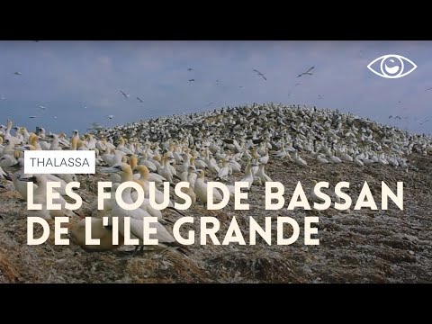 The Northern Gannets of the Grande Island - Thalassa Pleumeur-Bodou