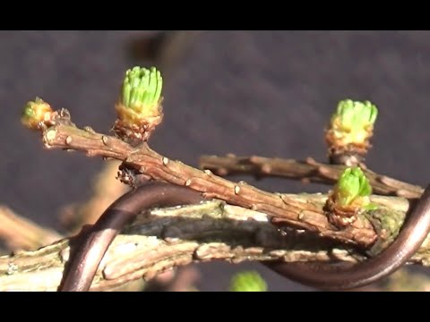 Bonsai 2020-16 - japanische Lärche - Larix kaempferi - vom Gartencenter in die Schale