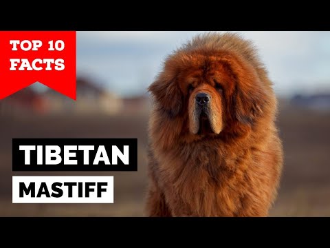 12 of the rarest dogs in the world
