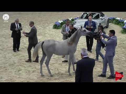 N.7 SAFIYA AL RAYYAN - SEWC 2018 - Yearling Fillies (Class 1A)