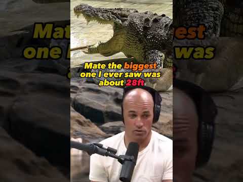 Encountering 28 foot crocodiles in the Wild   #Joe Rogan and Kelly Slater  #JRE #shortsvideo