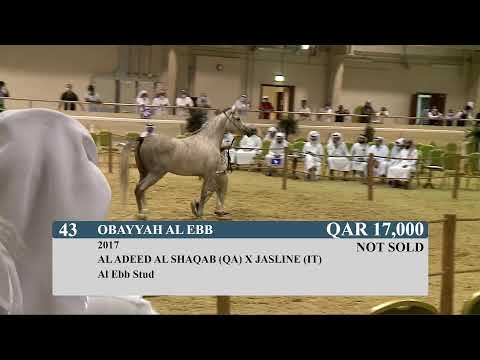 Arabian Show Horse Auction - December  - Season 2020/2021