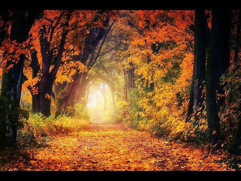Música relajante para dormir - Bosque de otoño con sonidos de hojas